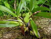 Bulbophyllum pachyrachis